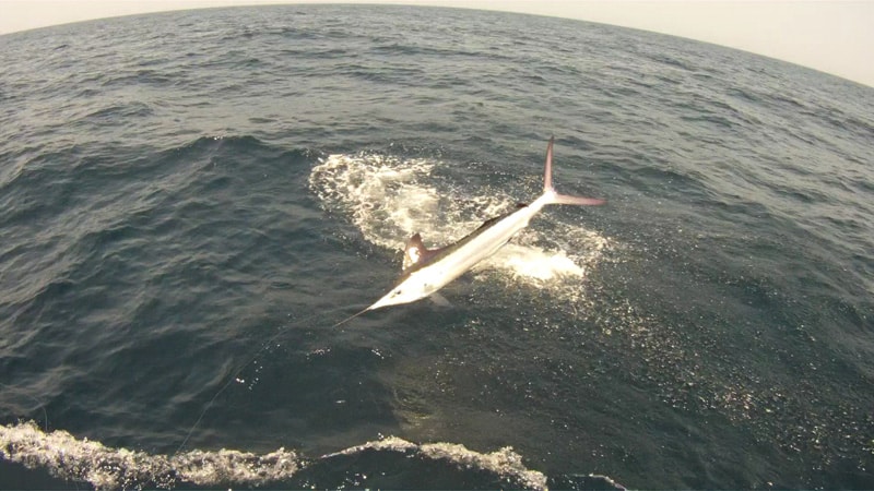 white-marlin188.jpg