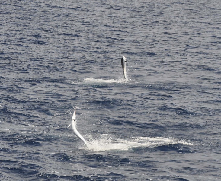 white-marlin190.jpg