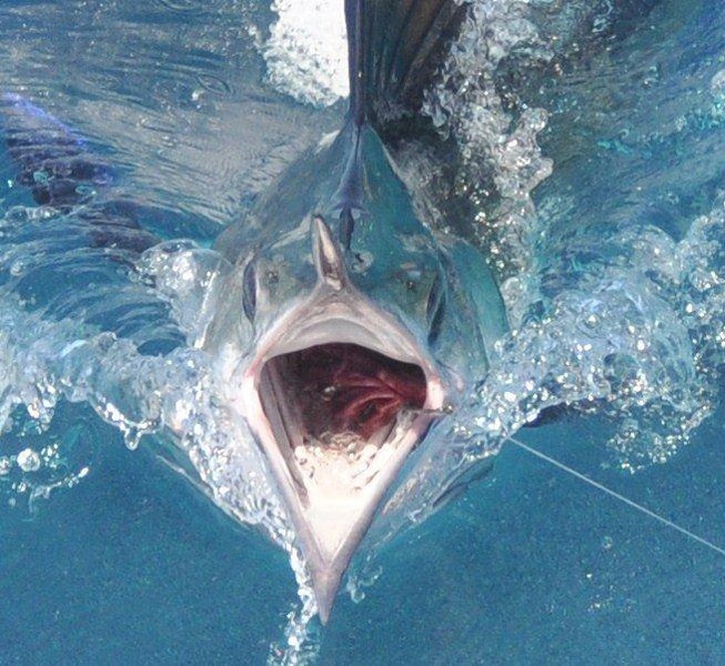white-marlin192.jpg