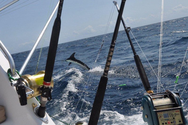 white-marlin193.jpg