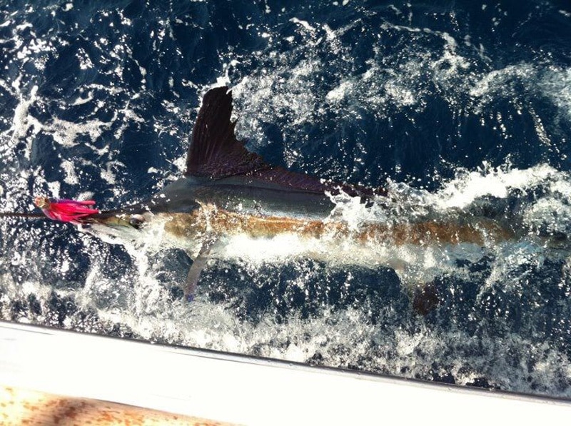 white-marlin194.jpg