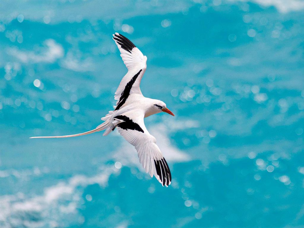 a white-tailed longtail tropic bird flying over the sea