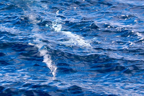 Leucistic Albino Sailfish Guatemala