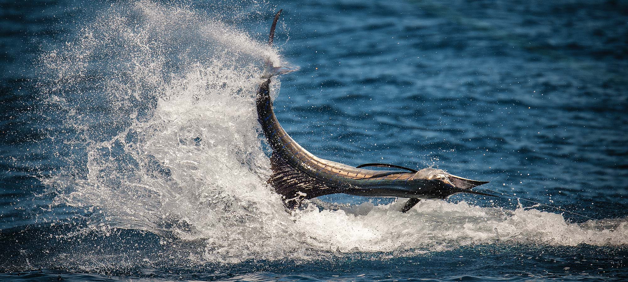 Winter Sailfish in Stuart, Florida | Marlin