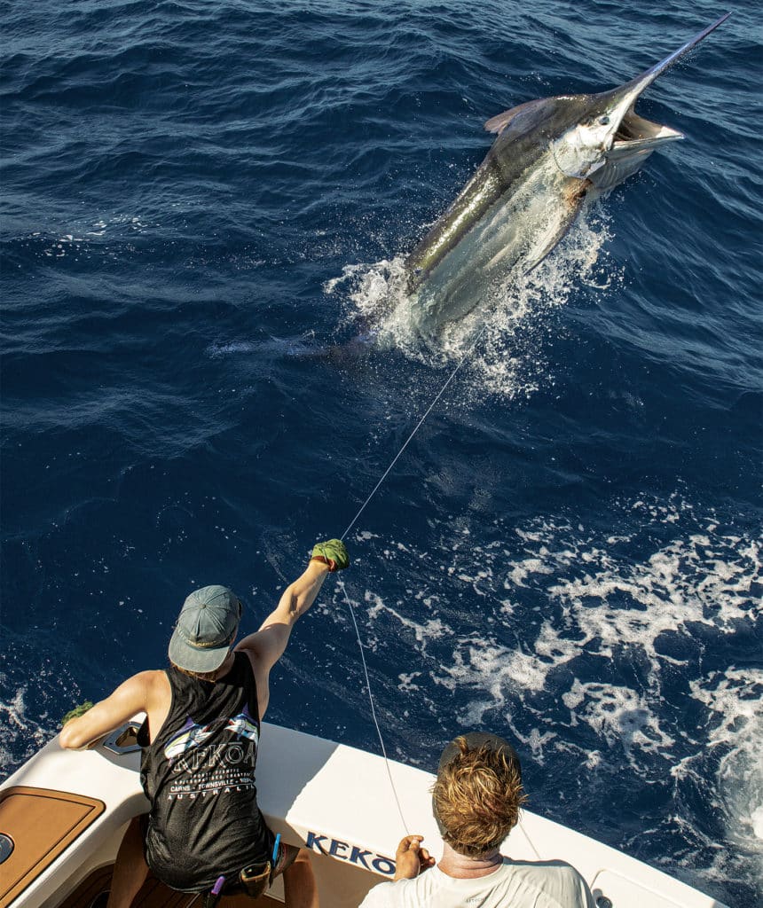 A large black marlin jumping on a leader while a mate pulls it towards the boat.