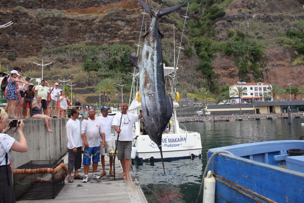 blue marlin world cup winner makaira madeira mark rideout