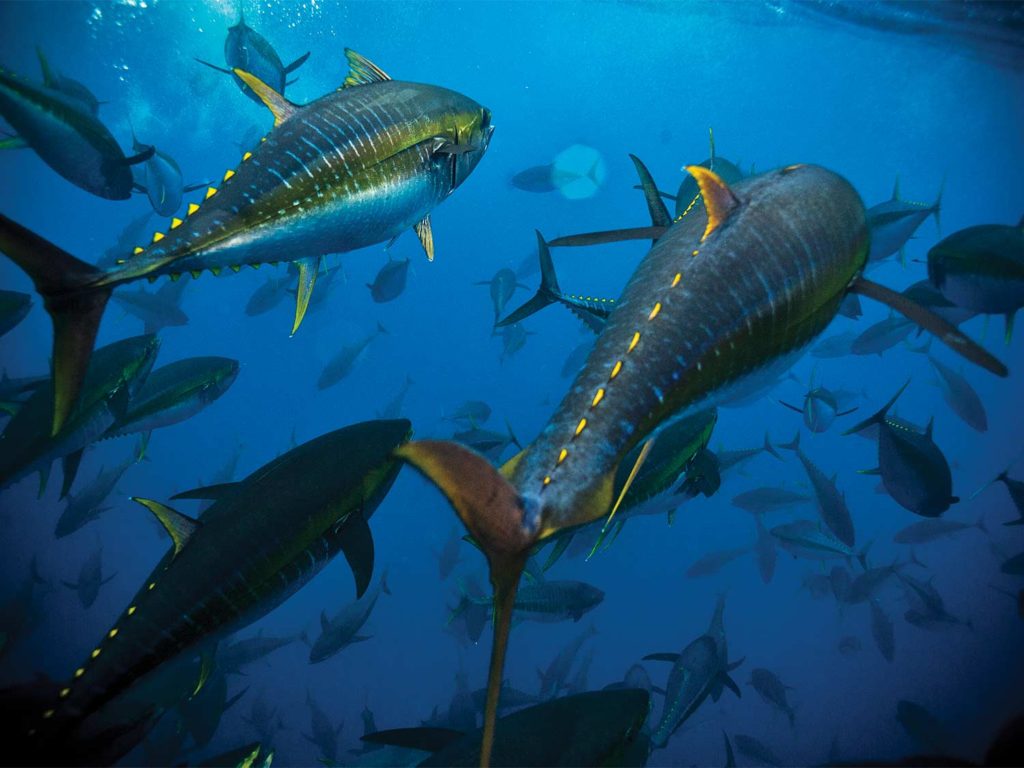 A school of yellowfin tuna swimming underwater.