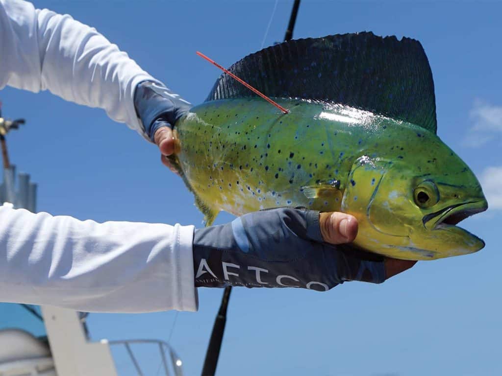 An angler holding up a dolphinfish.