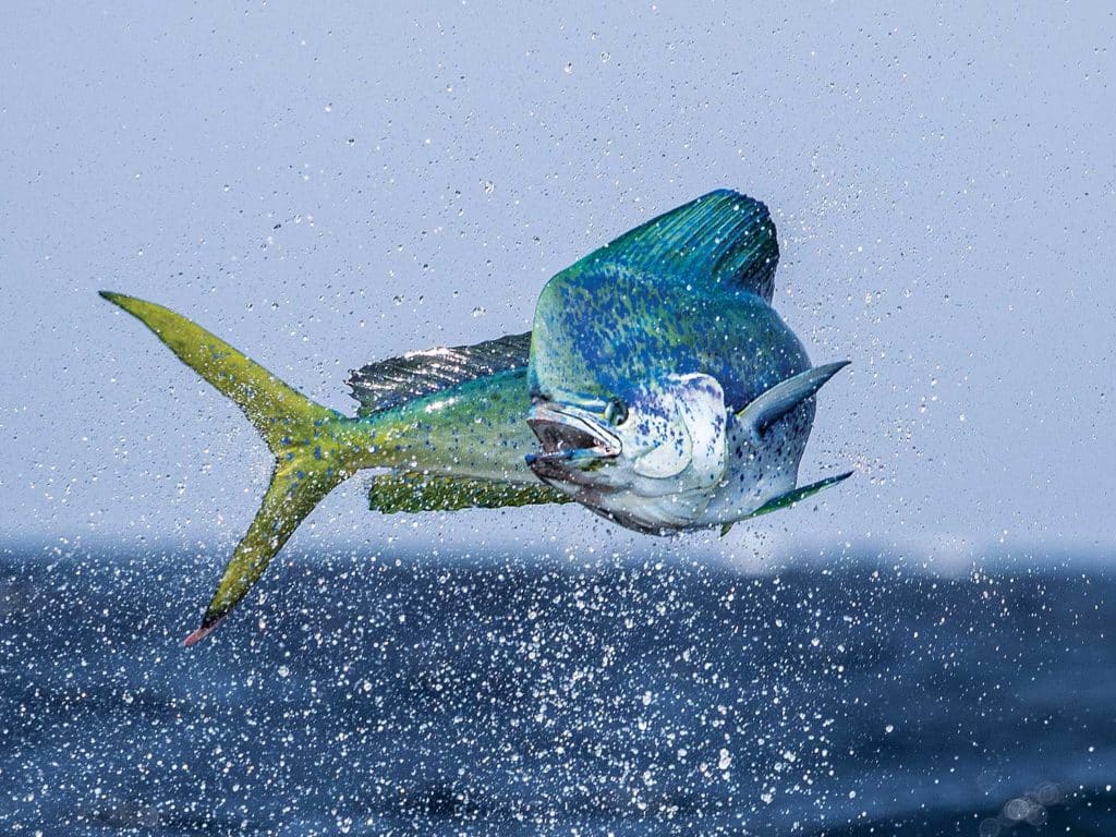 A dolphin fish breaking out of the water.