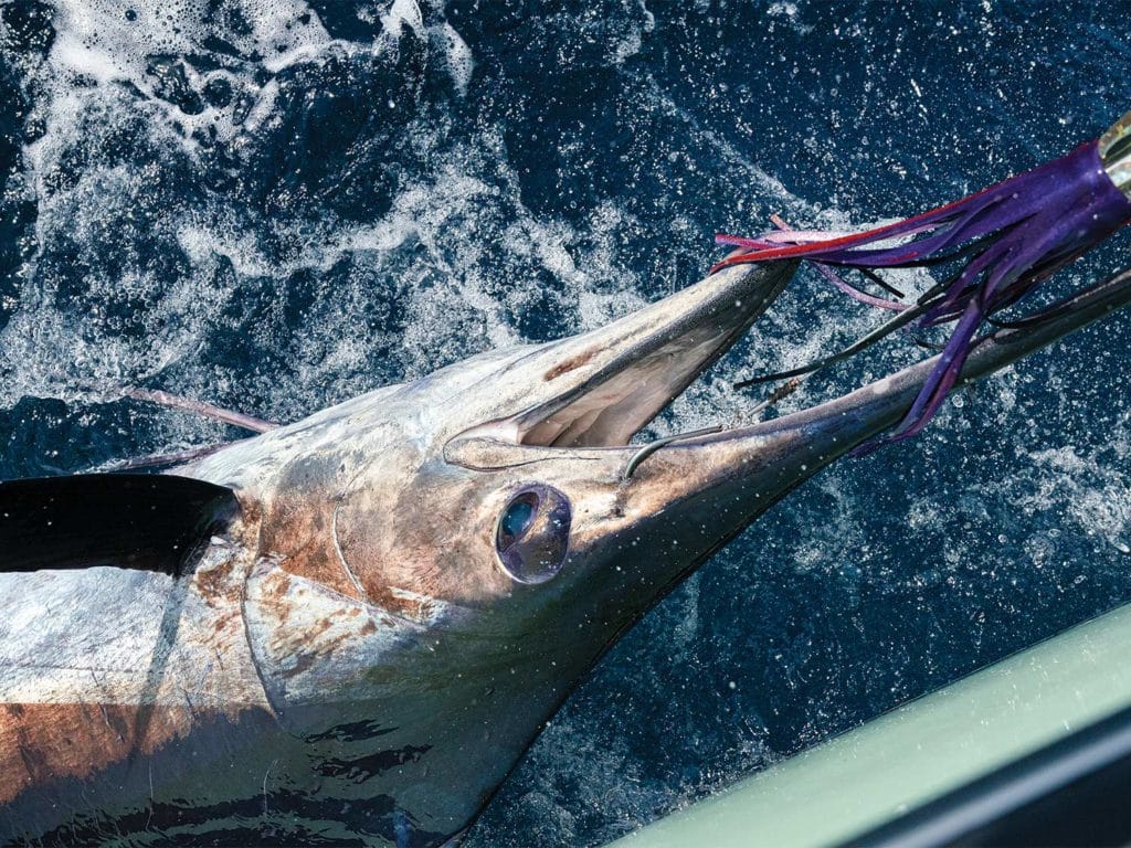 A large blue marlin hooked on a leader.