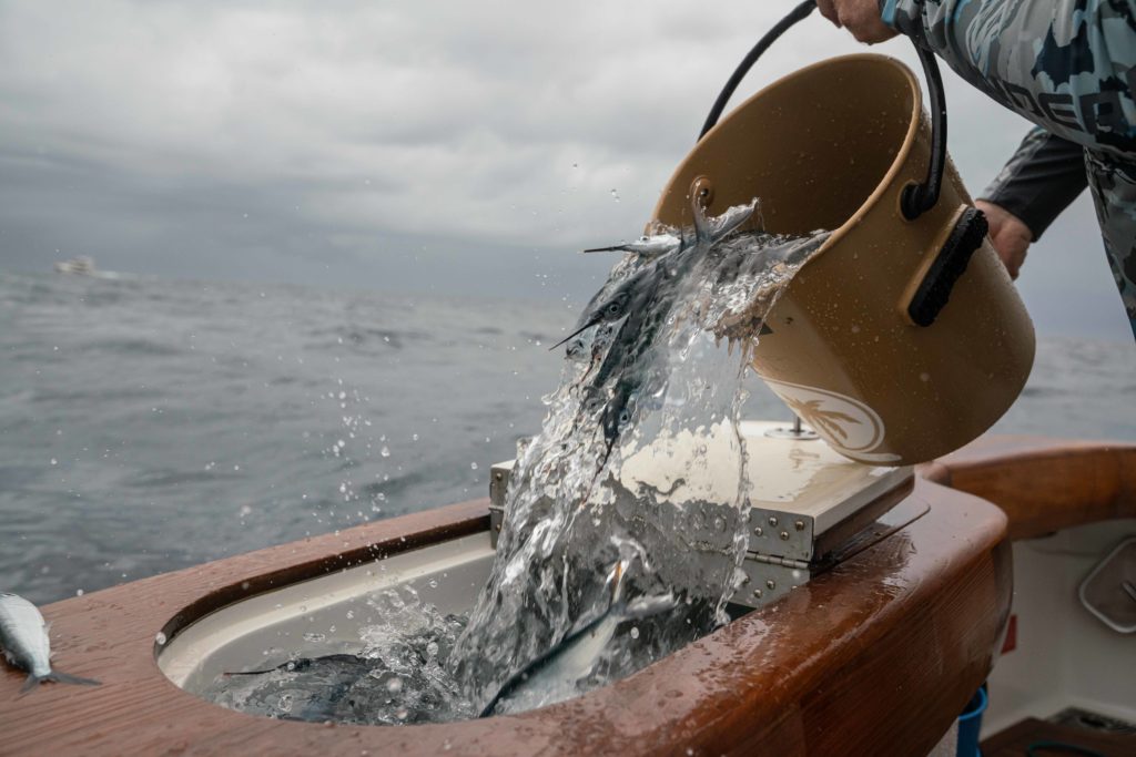 A Huck bucket pouring water into a livewell.