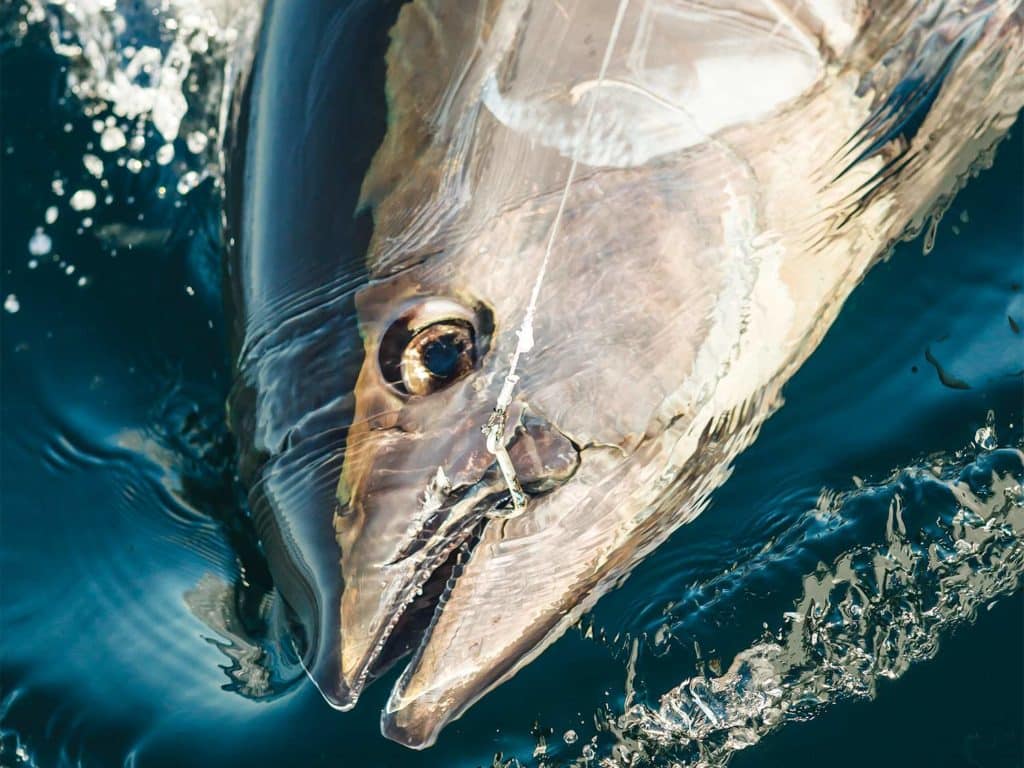 A bluefin tuna in the water.
