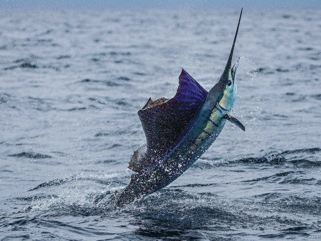 A large sailfish breaking out of the water.