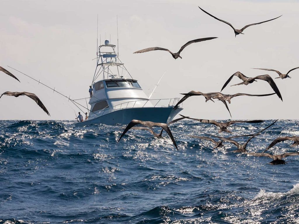 A flock of seagulls flying around a sport-fishing boat on the water.