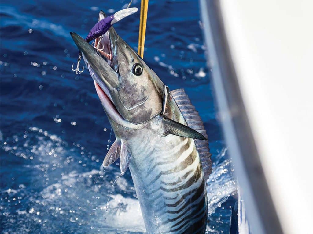 A large wahoo fish on the lead.