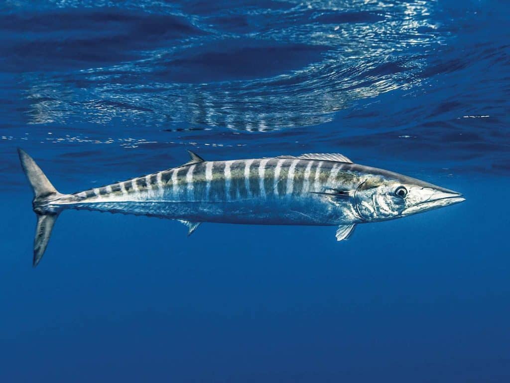A large wahoo swimming underwater.