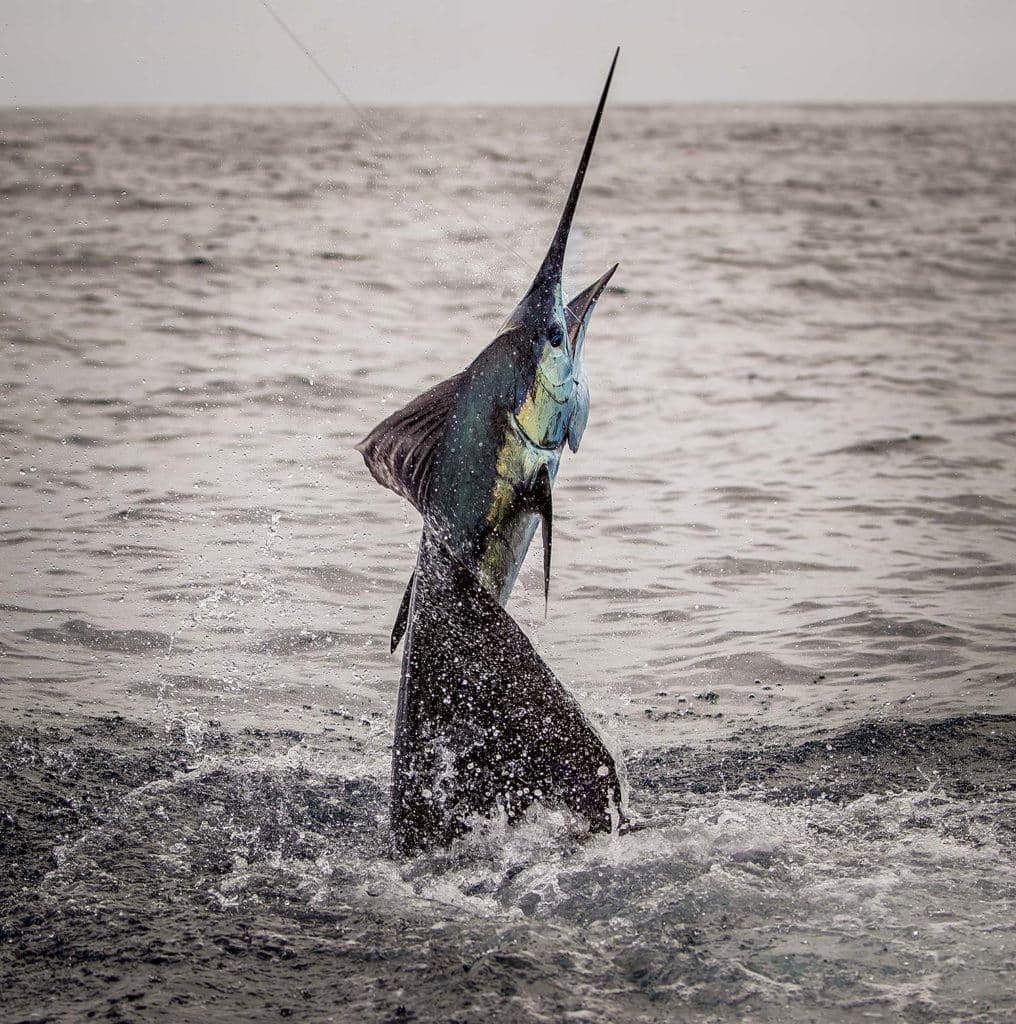 A large sailfish breaks the surface of the ocean.