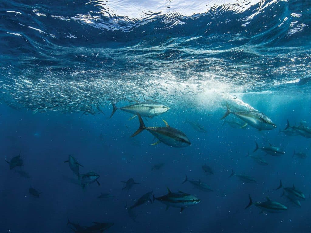 A school of yellowfin tuna swims through the water.