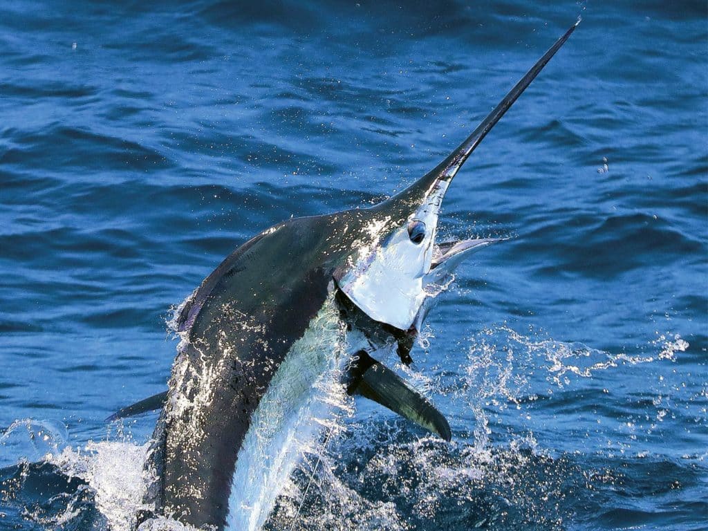 A large blue marlin breaking the surface of the ocean.