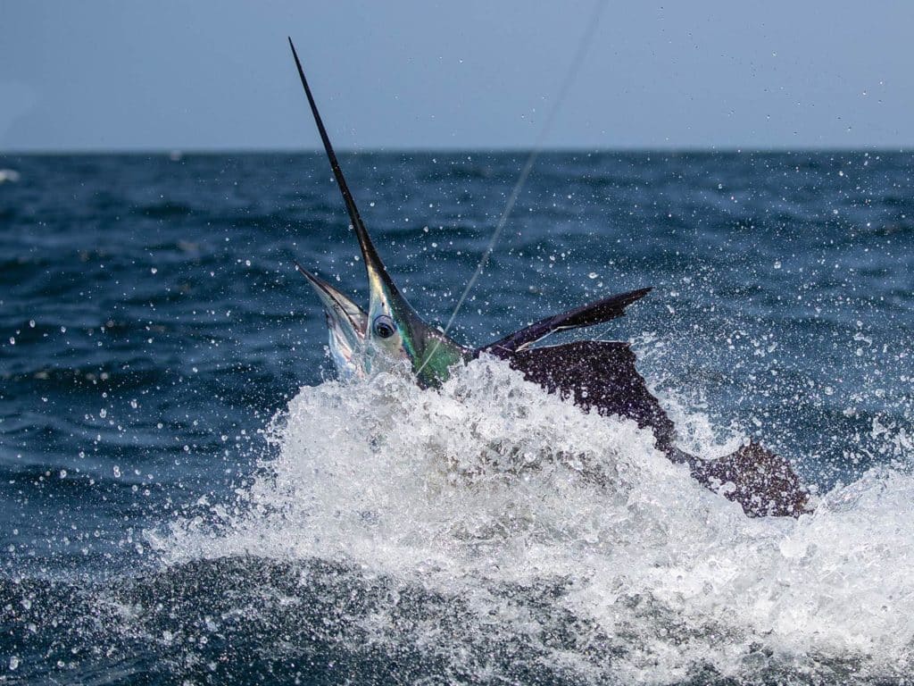 A large sailfish on the leader, jumping out of the water.