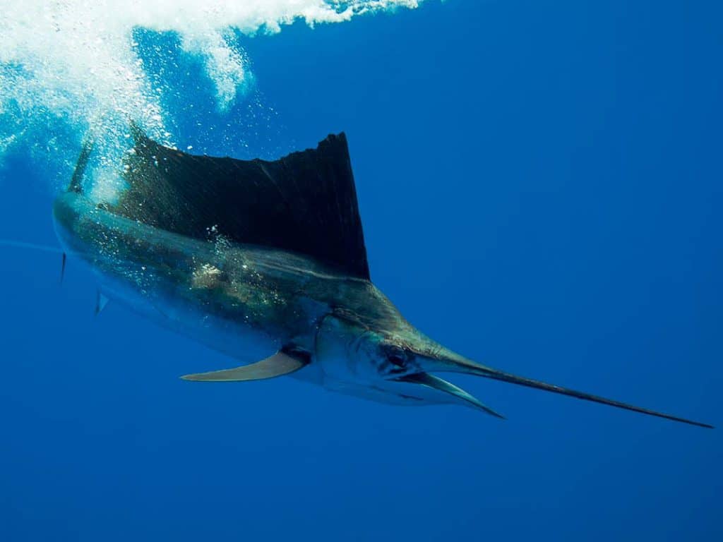 A large sailfish under the water.