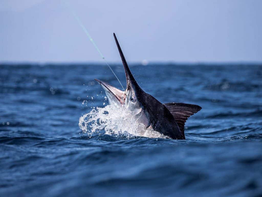 A billfish on the leader breaking out of the water.