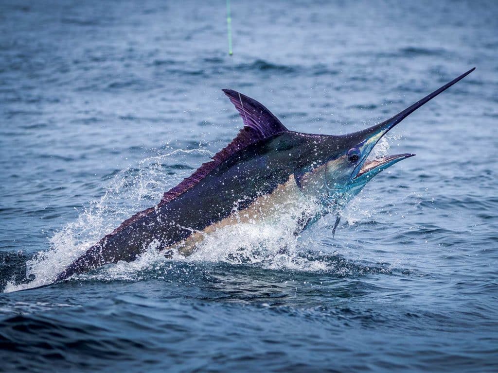 A large blue marlin breaking out of the water.