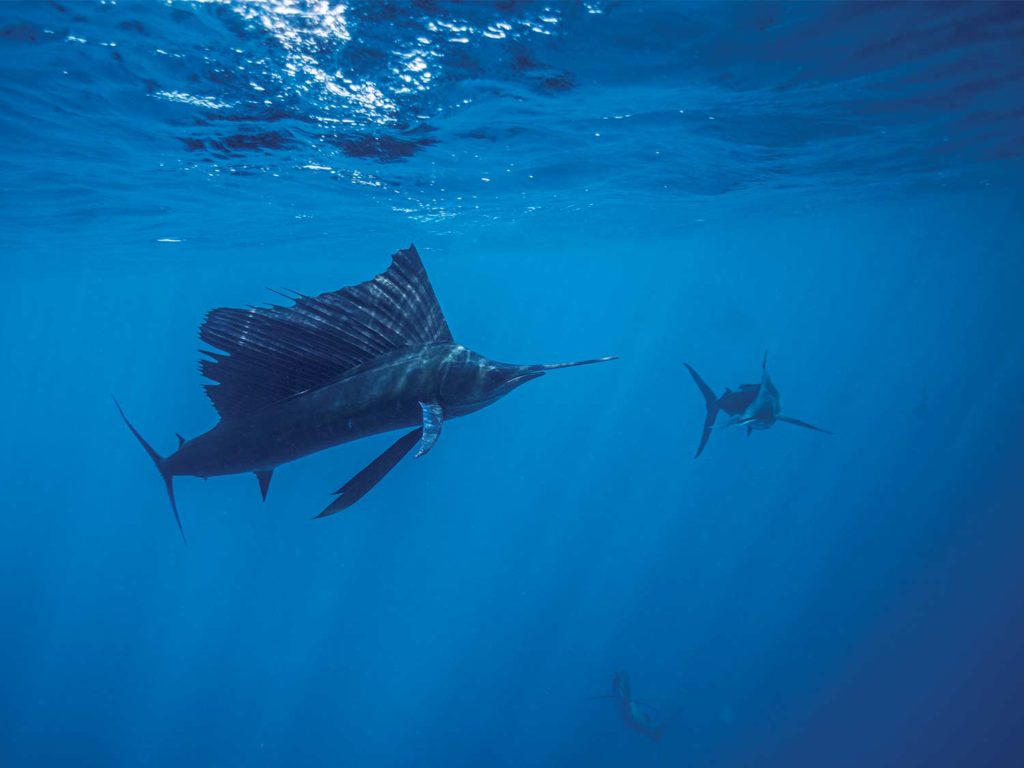 Several billfish swim underwater.