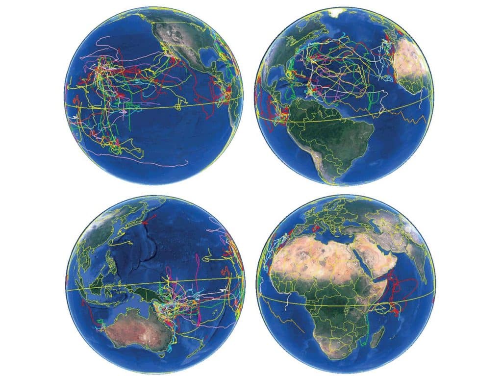 A graph of marlin IGFA tracking info.