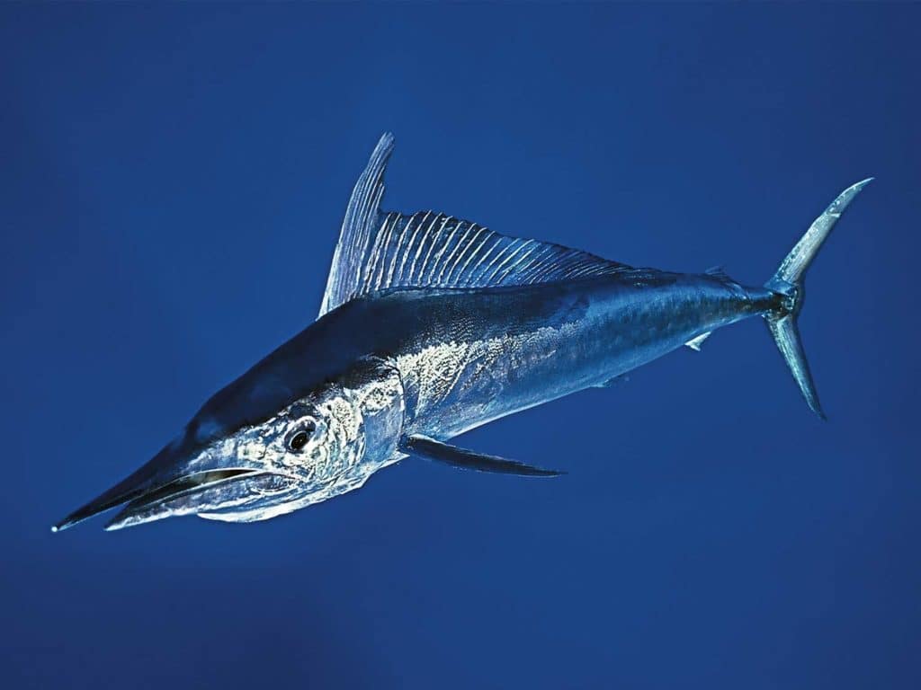 A shortbill spearfish underwater.