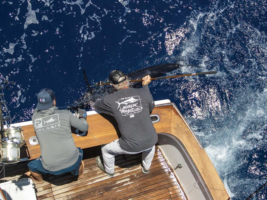 Two crewmates working a marlin boatside.