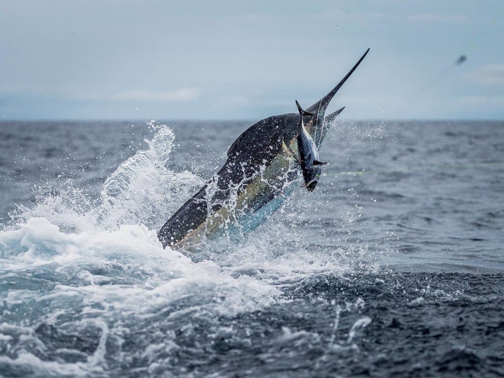 A large blue marlin breaking out of the surface of the ocean.