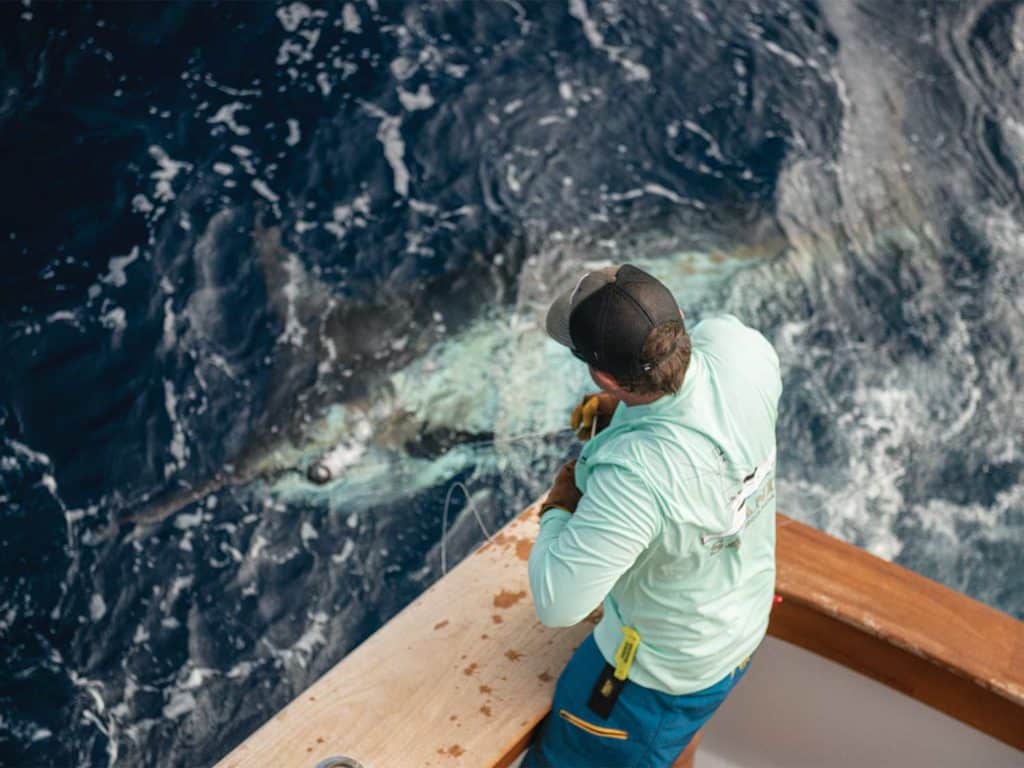 A crewmate standing next to a marlin pulled boatside.