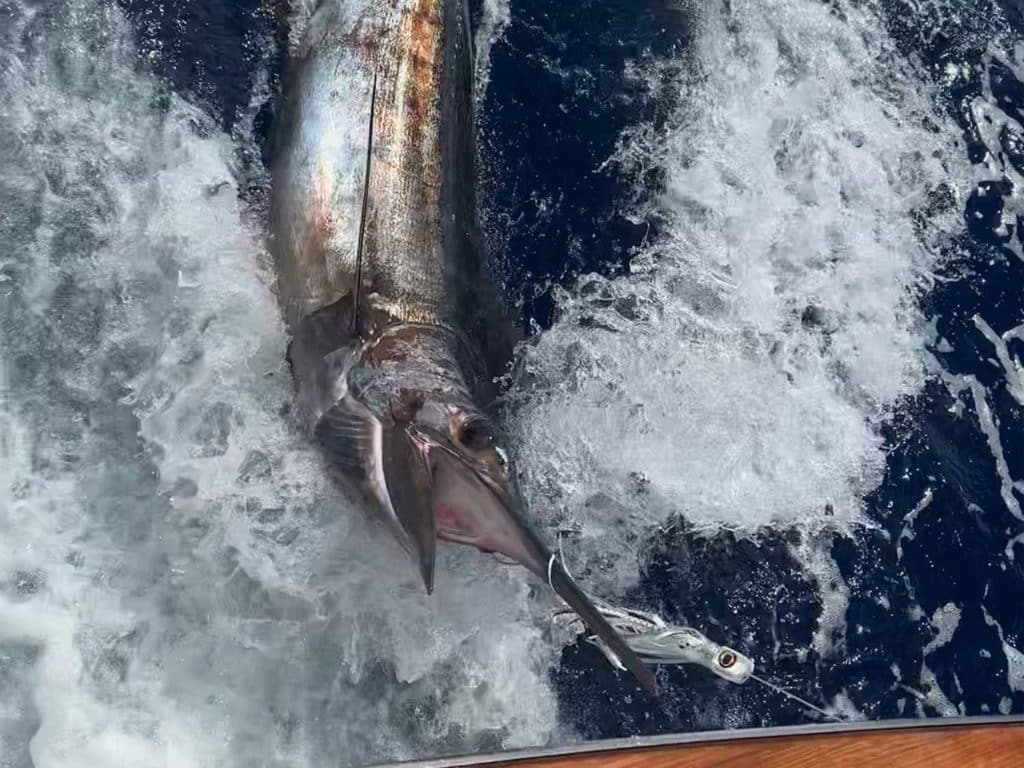 First blue marlin release