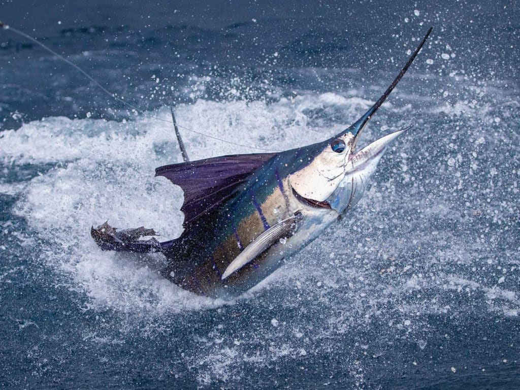 A large sailfish takes to the air after breaking the surface of the ocean.