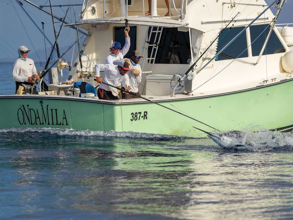 A crew in the cockpit of a sport-fishing boat pulls in a large blue marlin.