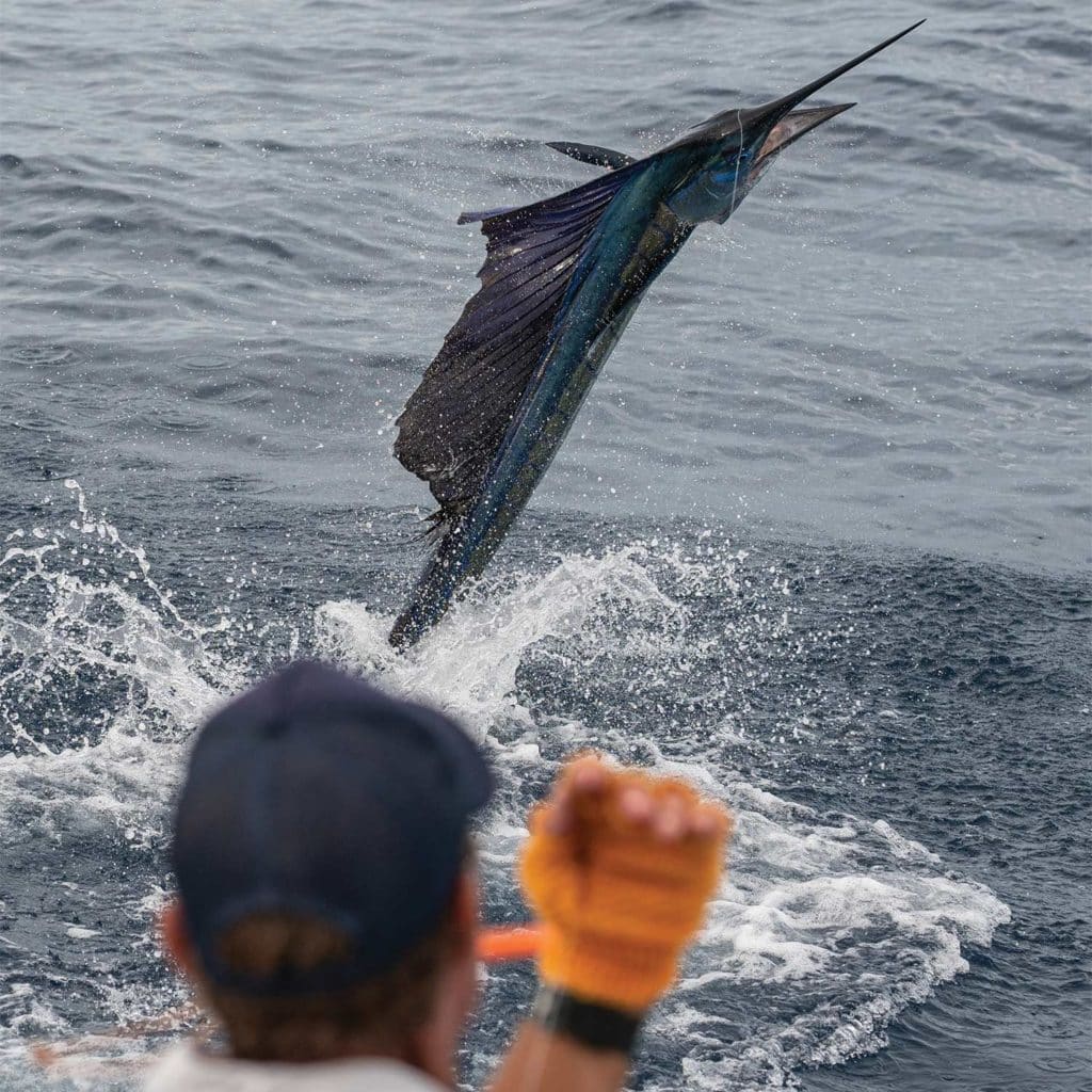A crewman holds the leader during a sailfish catch.