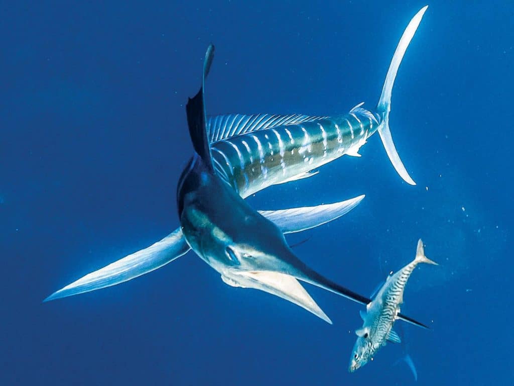 A large striped marlin underwater.