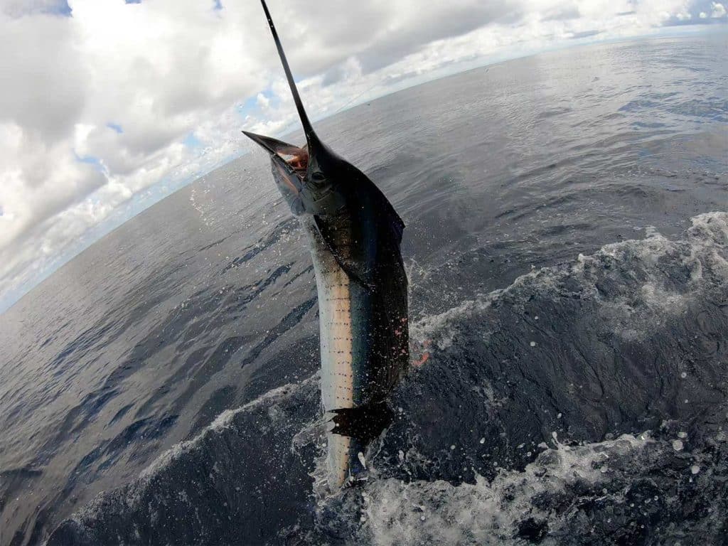 A large sailfish breaking the surface of the water.