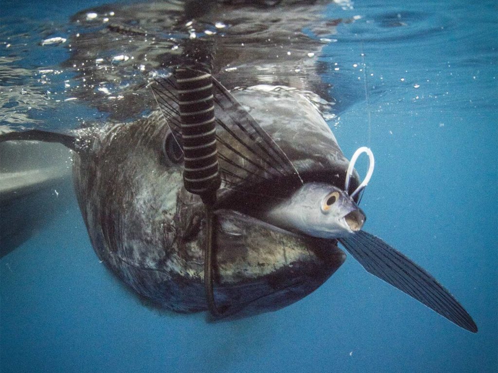 large bluefin tuna with a lure in the mouth.