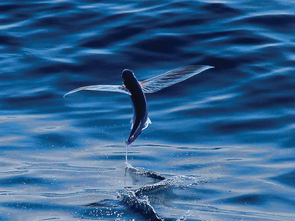 A flying fish over the water.
