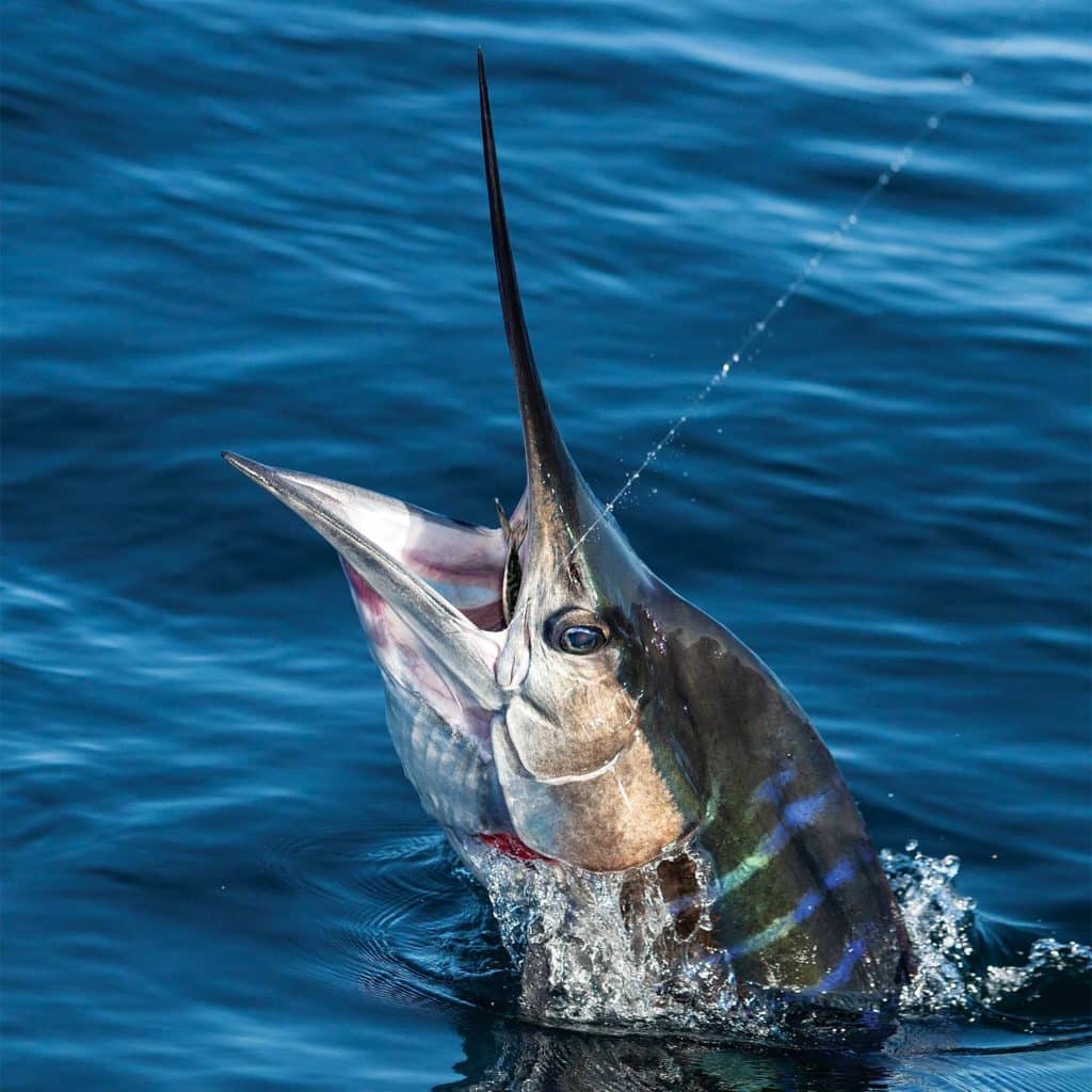 A large striped marlin breaking out of the surface of the water.