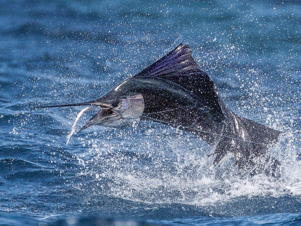 A large Pacific sailfish breaks out of the surface of the ocean.