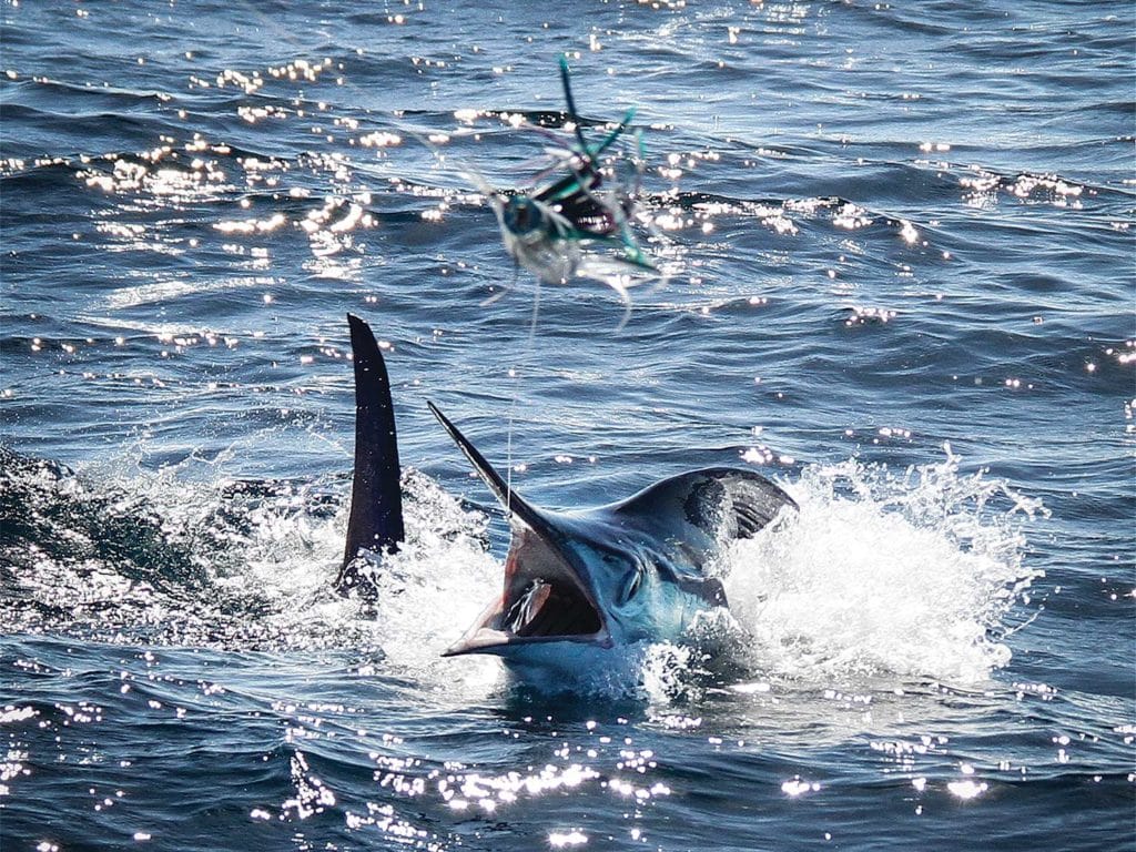 A large striped marlin breaking the surface of the ocean.