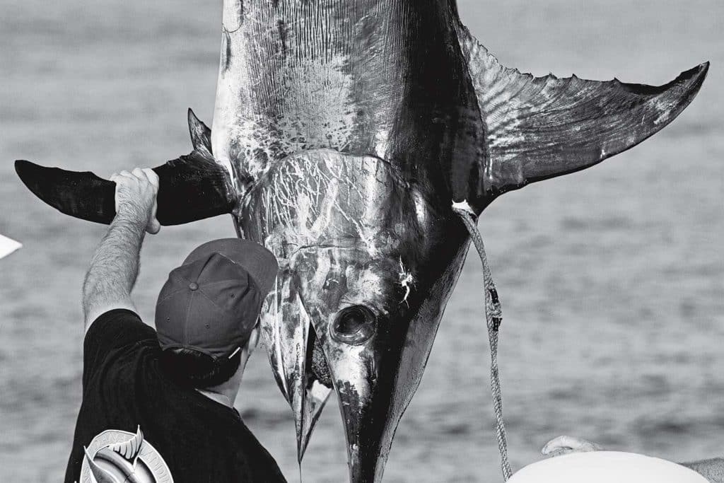 A sport-fishing angler examining a large marlin.