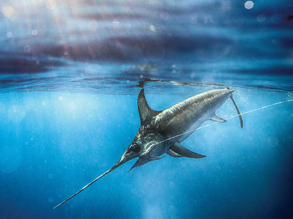 A large billfish swimming underwater.