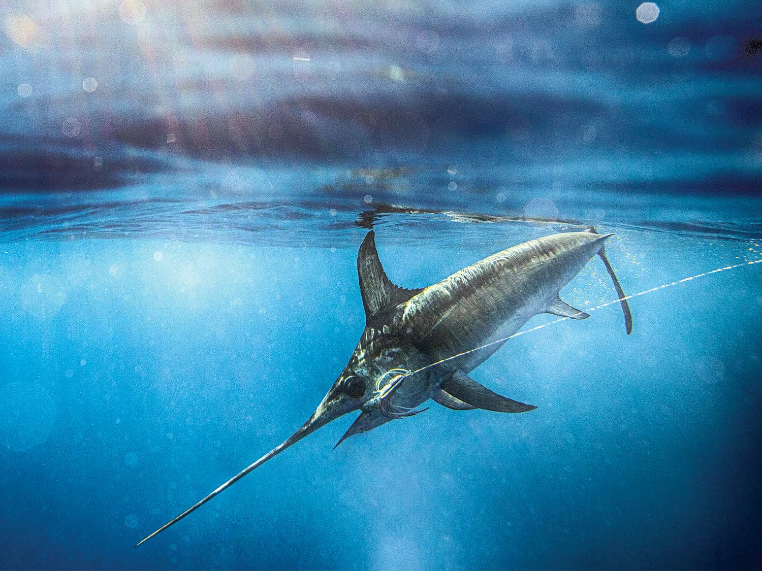 The Classic Striped Marlin Lure Spread - The Fishing Website