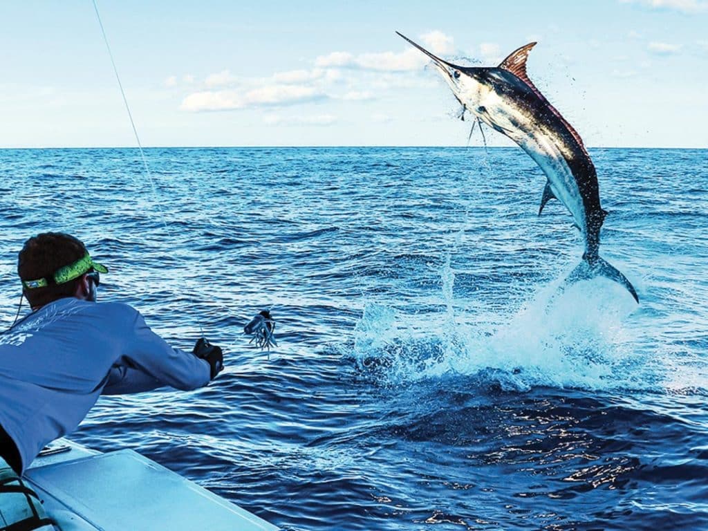 An angler pulling a marlin boatside.
