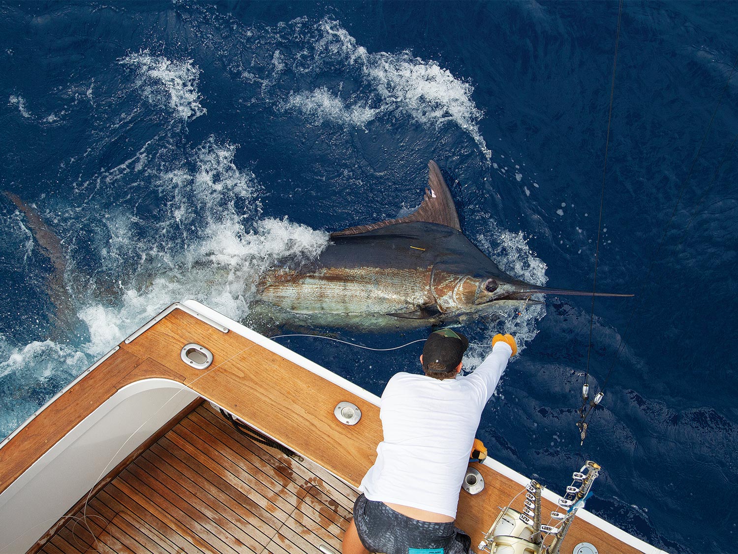 Kona's Winter Fishing Update | Marlin