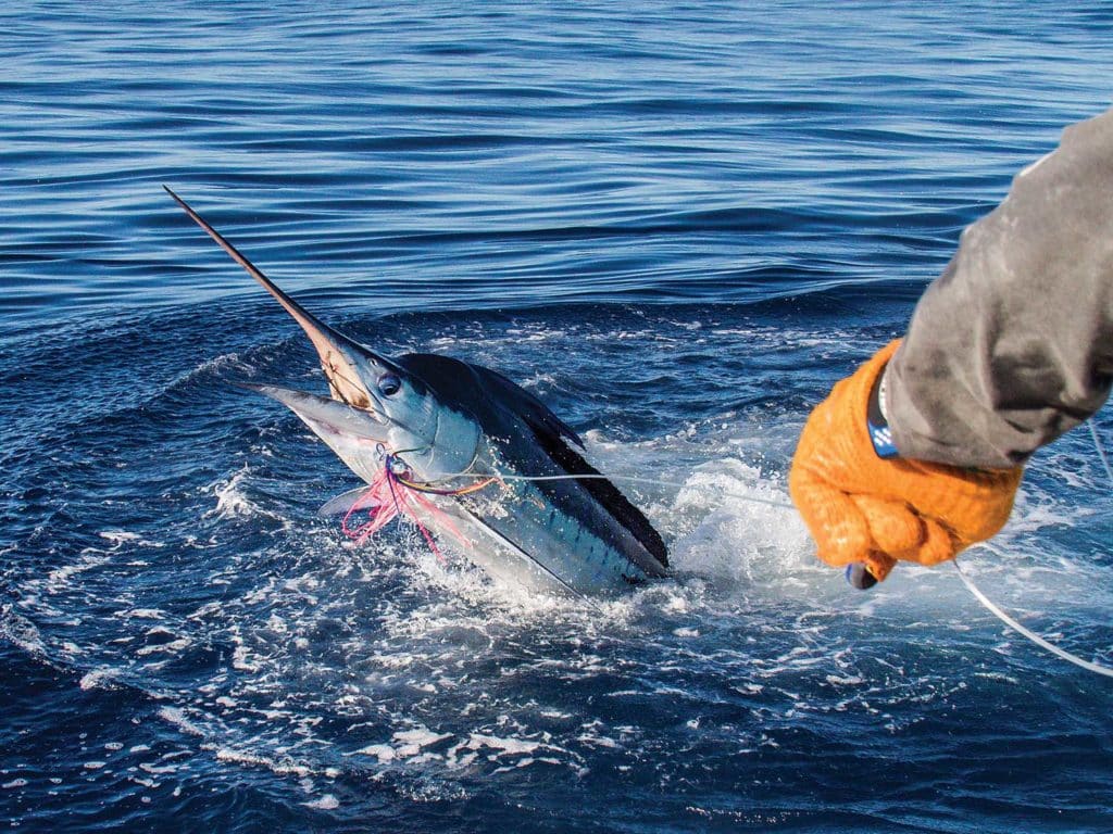 A crewmate pulling a marlin boatside.